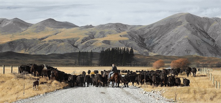 Peter Latham | High Country Muster|McAtamney Gallery and Design Store  | Geraldine NZ